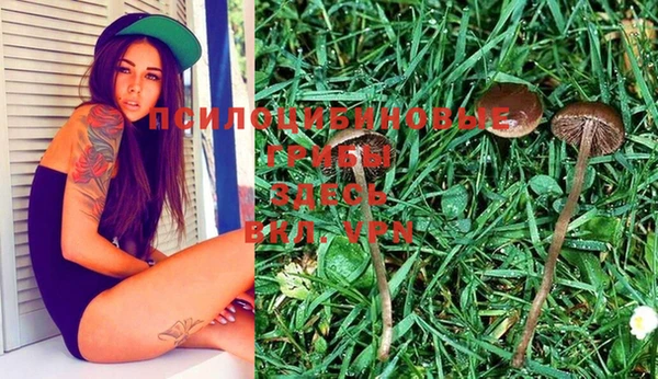 ПСИЛОЦИБИНОВЫЕ ГРИБЫ Осинники